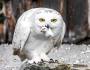 Snowy Owl (IMAGE/VIDEO)
